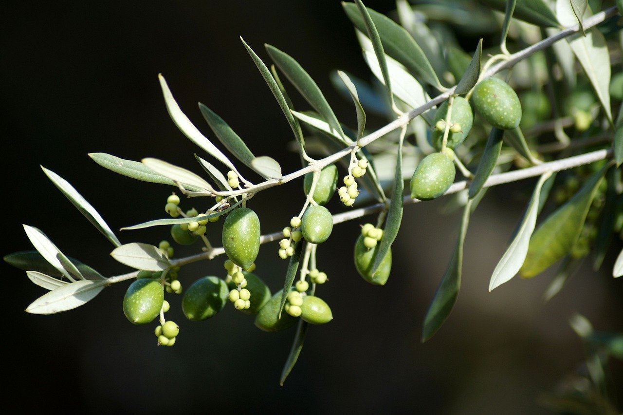 Zeytin